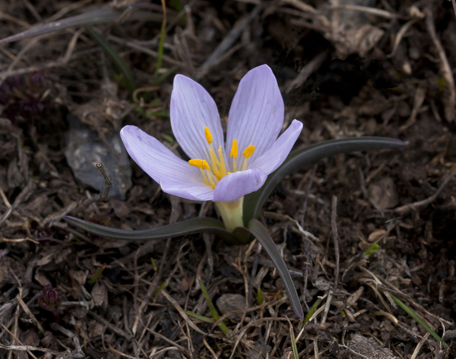 Image of genus Merendera specimen.