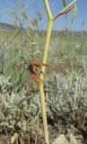 Ferula caspica