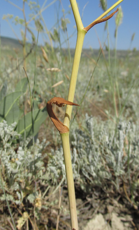 Image of Ferula caspica specimen.