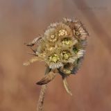 Scabiosa lachnophylla. Плоды. Приморский край, Уссурийский р-н, окр. с. Монакино, луг. 22.10.2014.