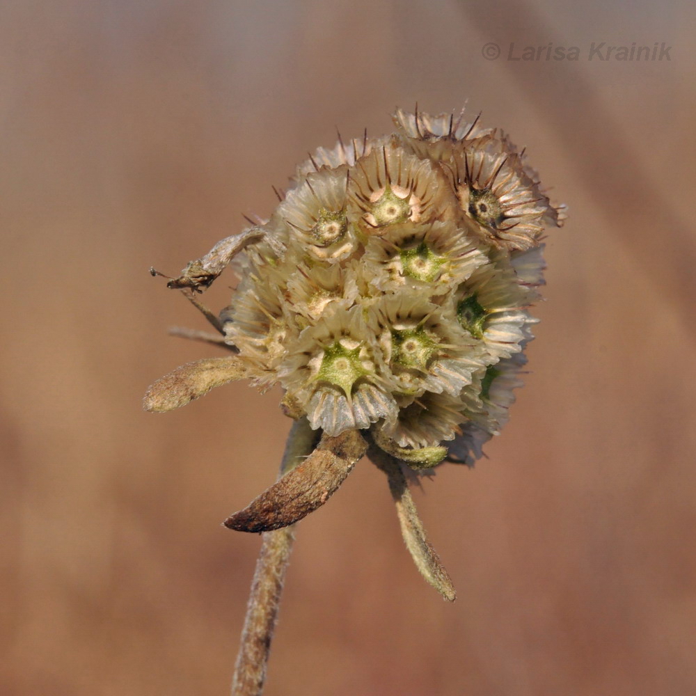 Изображение особи Scabiosa lachnophylla.