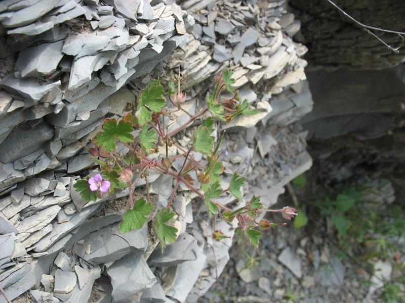 Image of Geranium rotundifolium specimen.