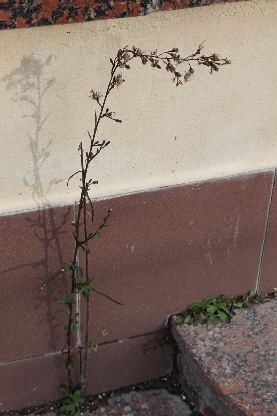 Image of Symphyotrichum subulatum var. squamatum specimen.