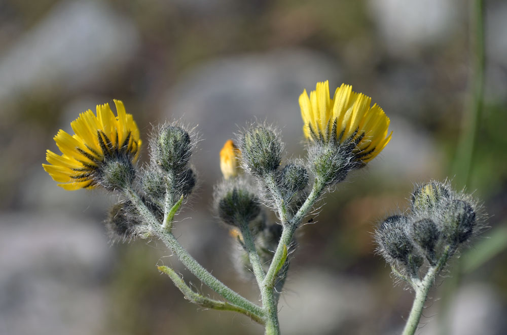 Image of genus Pilosella specimen.