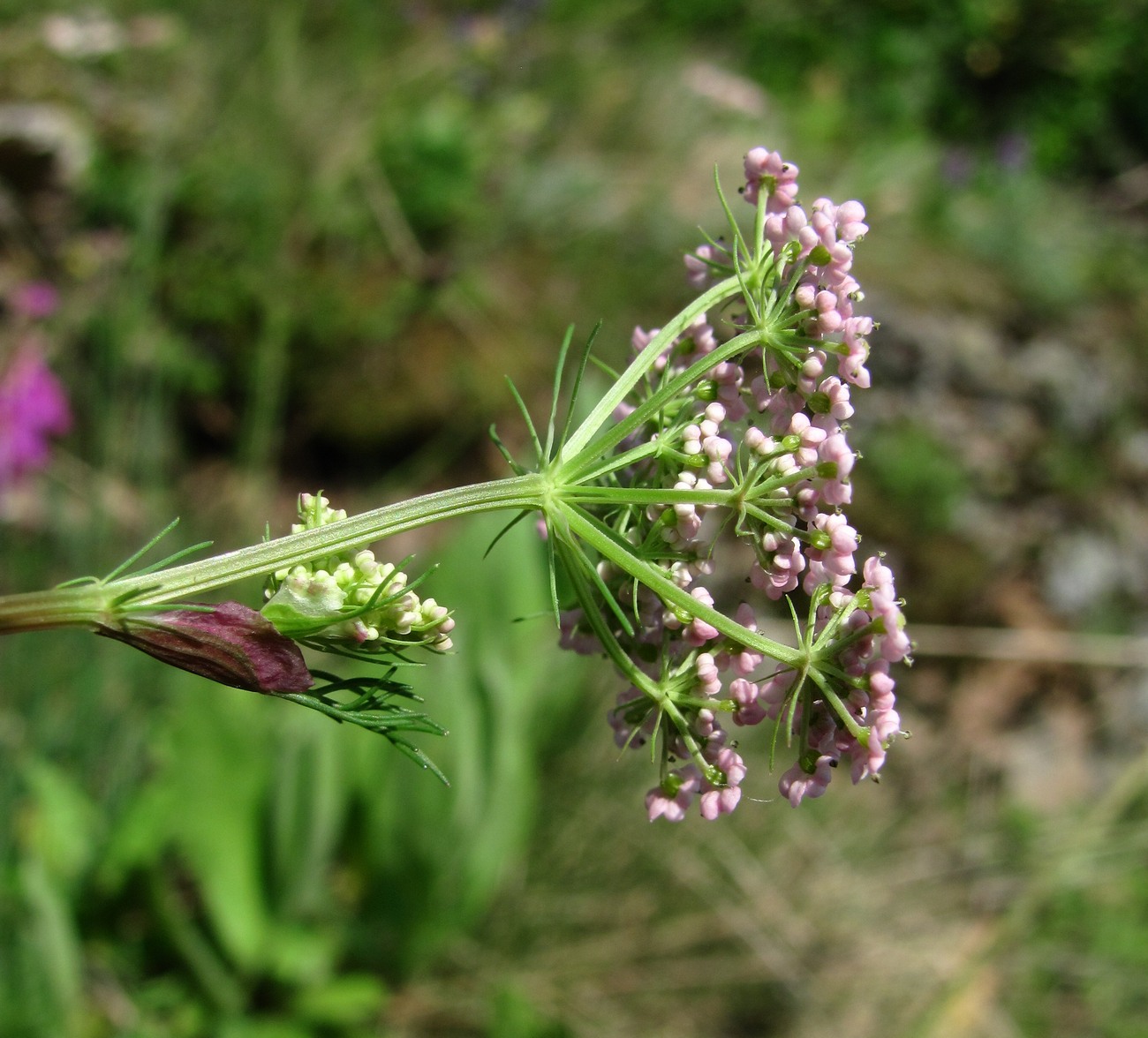 Изображение особи Carum meifolium.