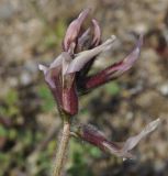 Astragalus subspecies haarbachii