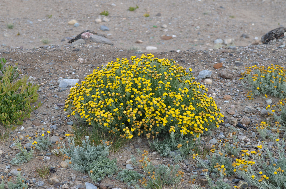 Image of Ajania tibetica specimen.