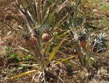 Ananas comosus