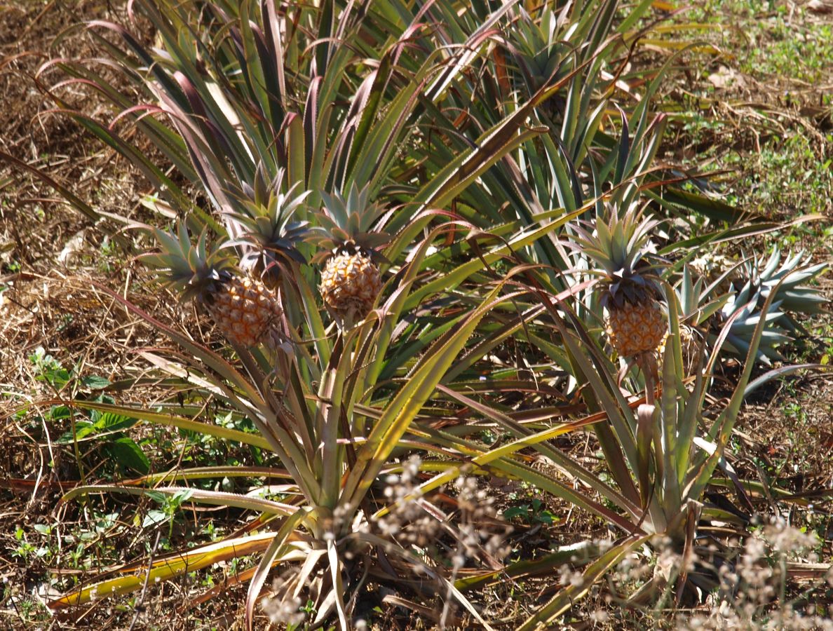 Изображение особи Ananas comosus.