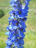 Delphinium elatum