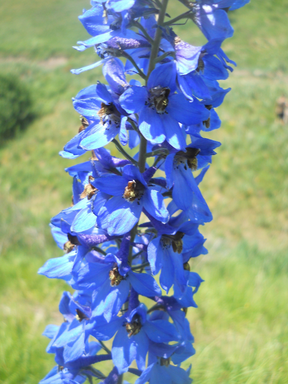 Изображение особи Delphinium elatum.