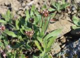 Androsace maxima