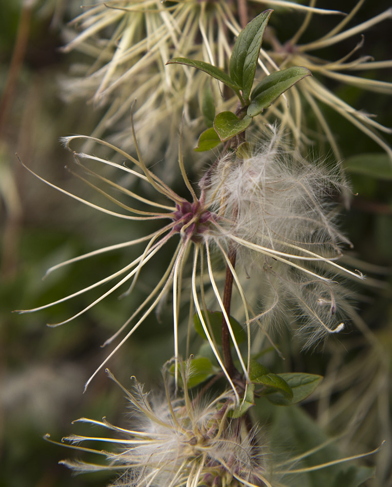 Image of Clematis cirrhosa specimen.