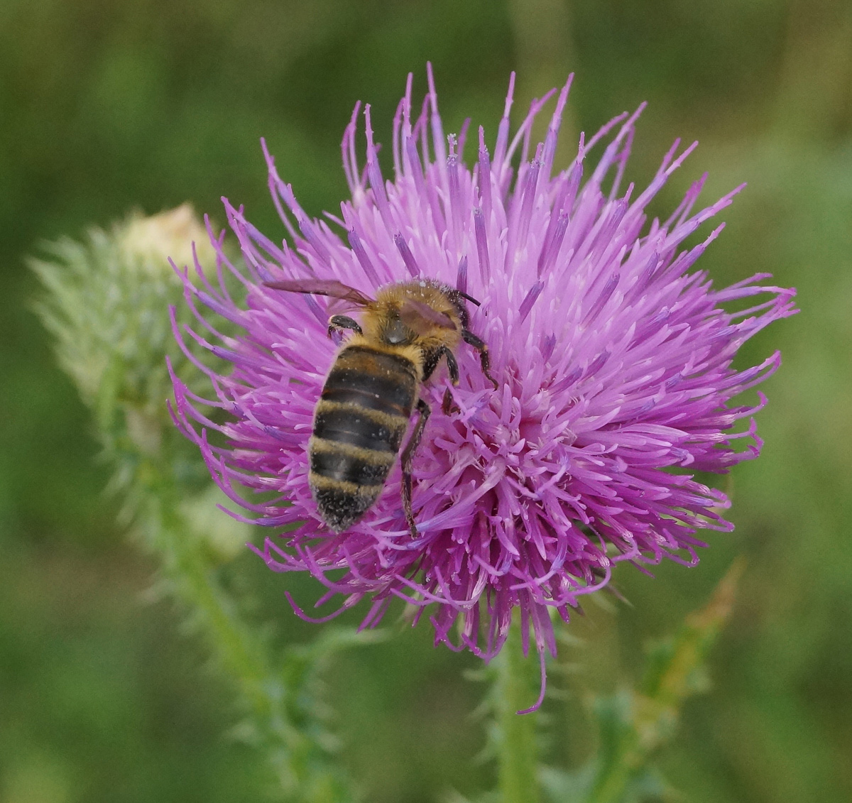 Изображение особи Carduus acanthoides.