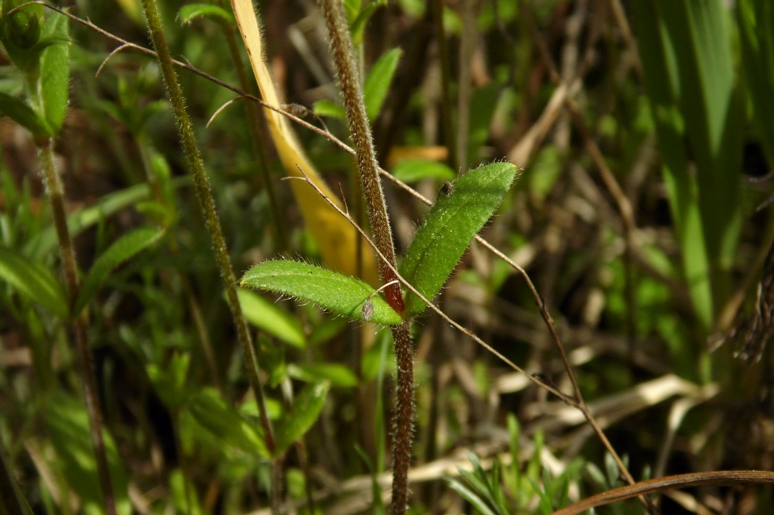 Изображение особи Cerastium holosteoides.