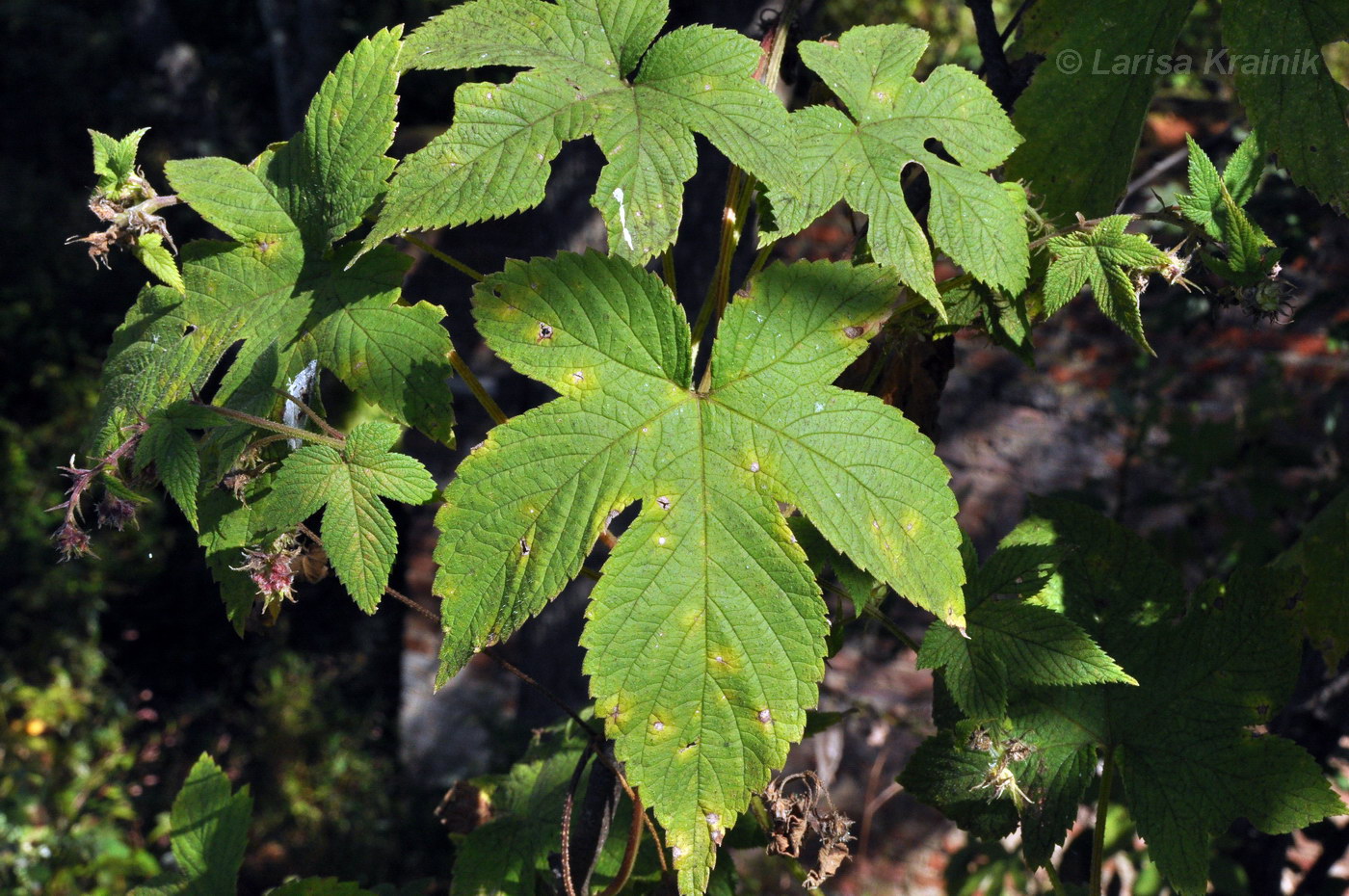 Image of Humulopsis scandens specimen.