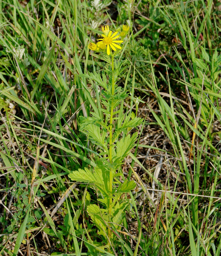 Изображение особи Senecio jacobaea.