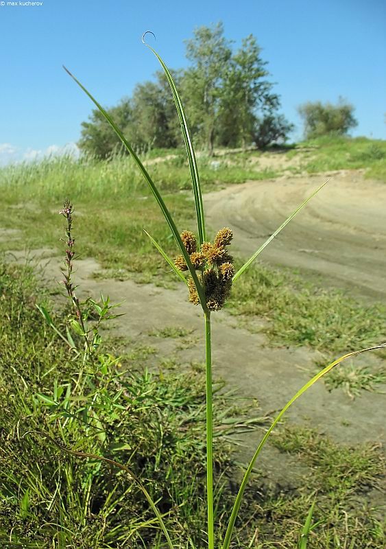 Изображение особи Cyperus glomeratus.