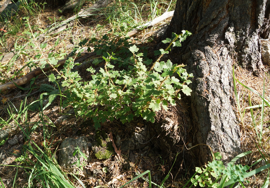 Изображение особи Grossularia acicularis.