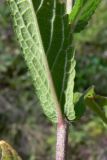 Stachys palustris. Основание листа. Челябинская обл., окр. г. Челябинск, Золотая горка, обочина дороги в берёзовом лесу. 24.08.2015.