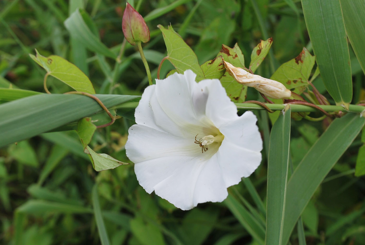 Изображение особи Calystegia sepium.