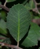 Rhus integrifolia. Лист. Израиль, Шарон, пос. Кфар Монаш, ботанический сад \"Хават Ганой\". 24.02.2016.