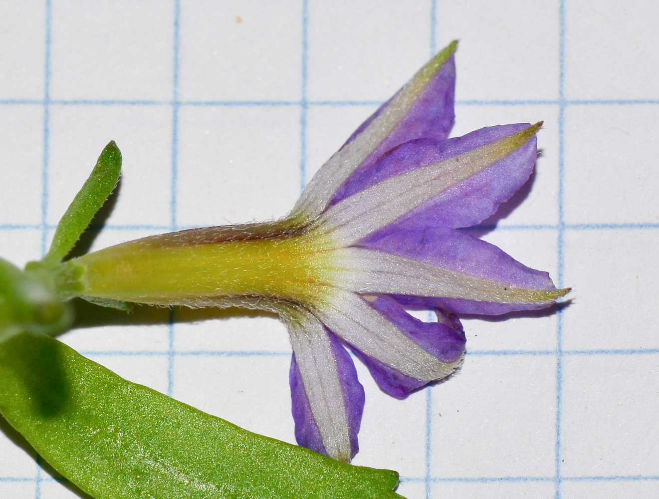 Изображение особи Scaevola humilis.