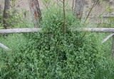 Salpichroa origanifolia. Цветущее растение у ствола дерева у дороги в парковой зоне. Италия, Рим. 07.04.2016.