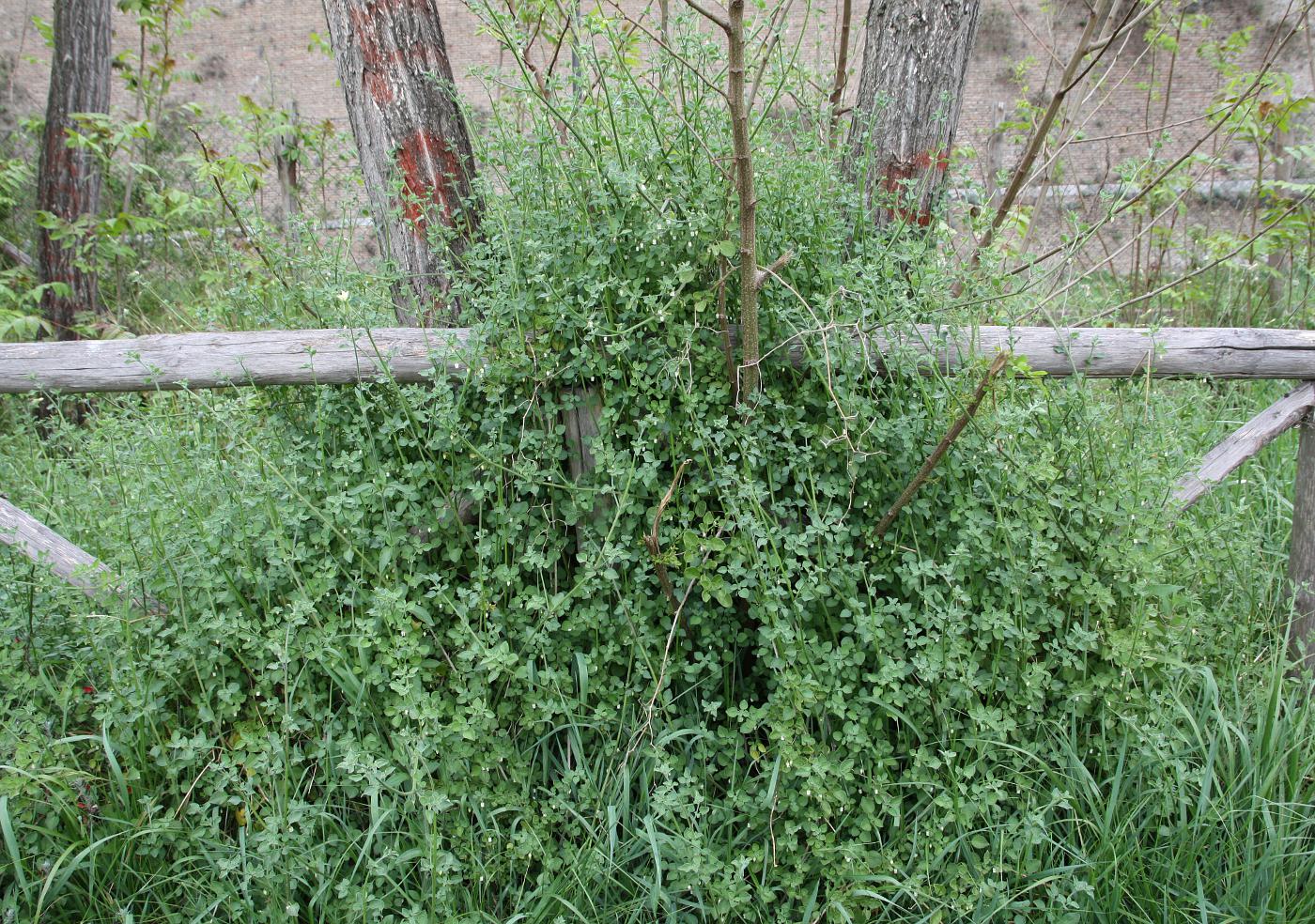 Изображение особи Salpichroa origanifolia.