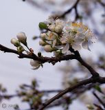 Prunus domestica