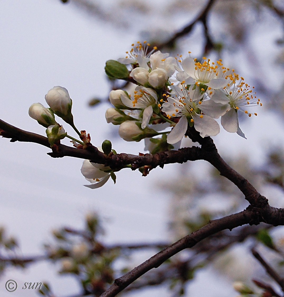 Image of Prunus domestica specimen.