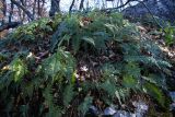 род Polypodium. Общий вид. Буковый лес на южном склоне Главной гряды Крымских гор в р-не Караби-яйлы. Начало ноября 2005 г.