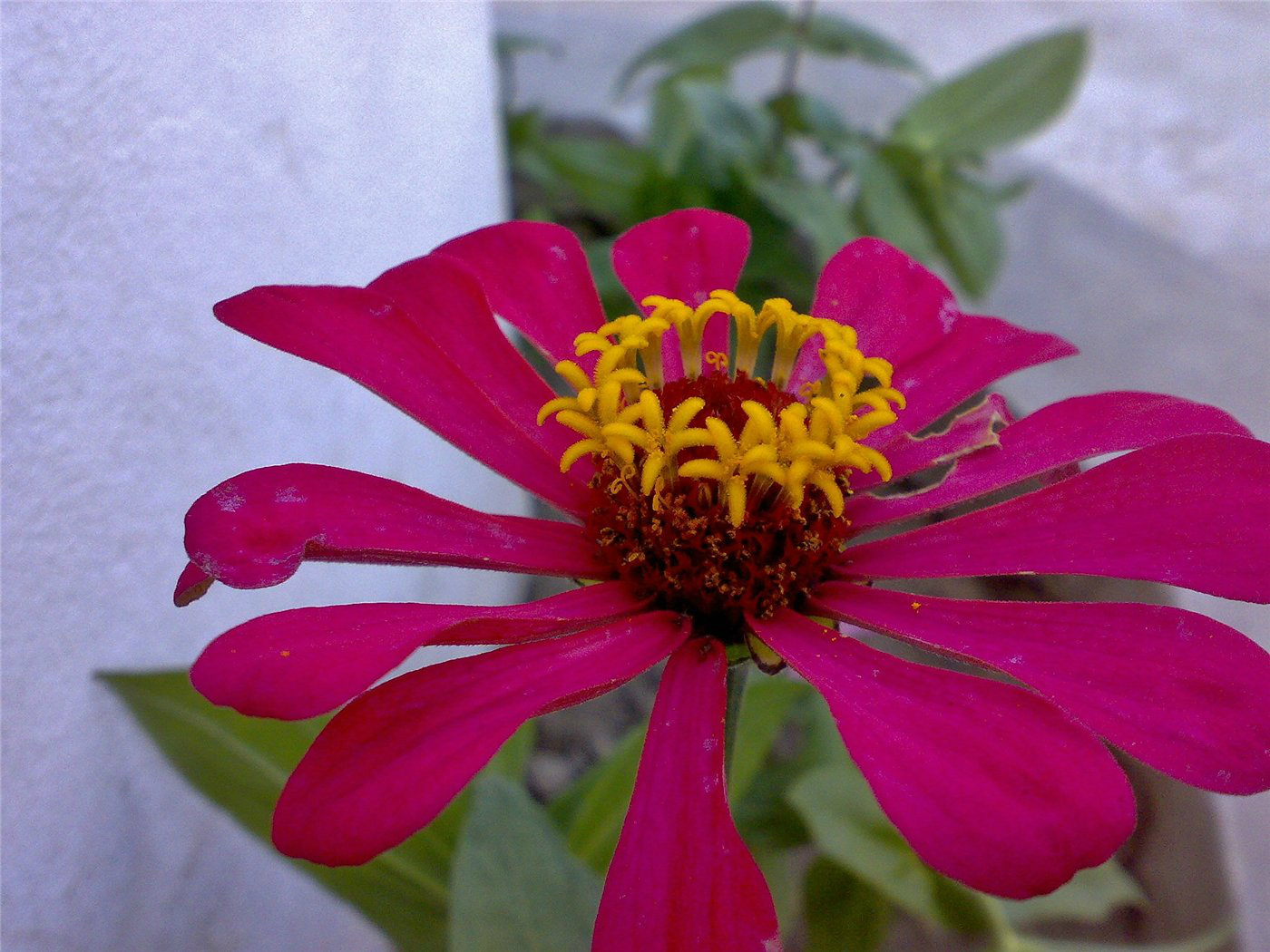 Изображение особи Zinnia elegans.