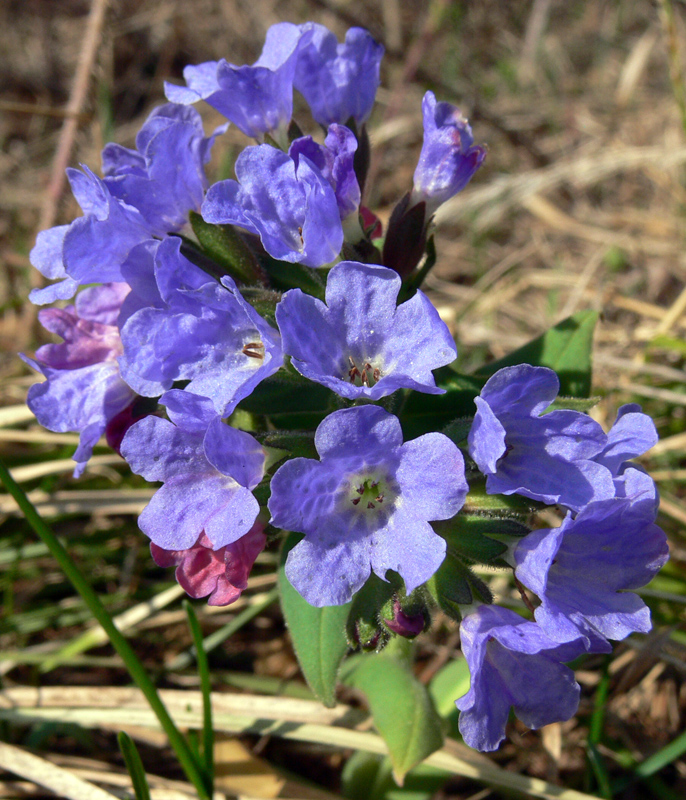 Image of Pulmonaria mollis specimen.