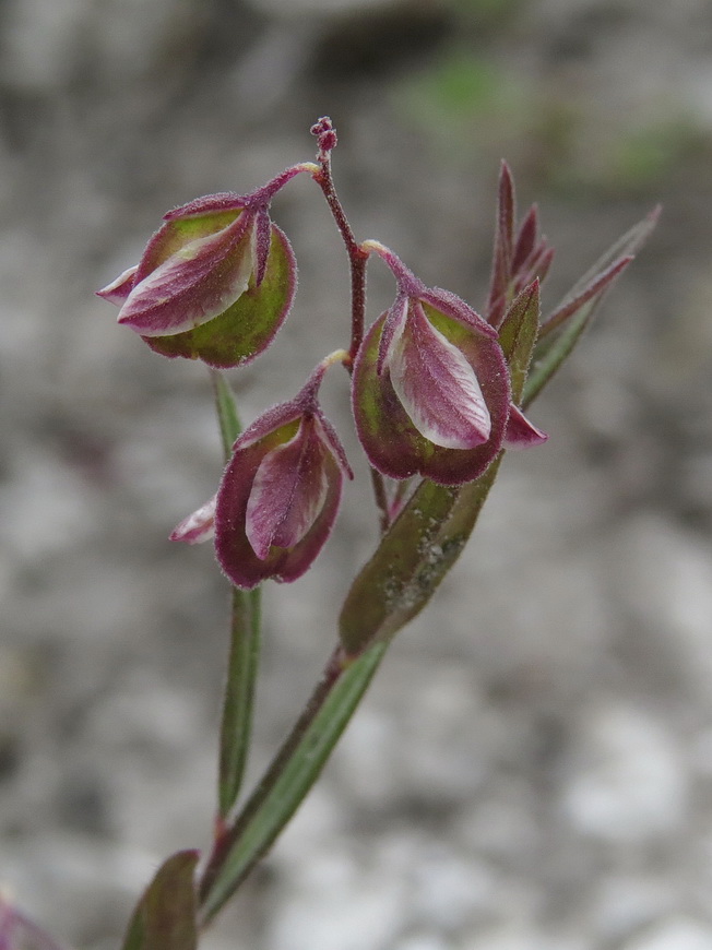 Image of Polygala sibirica specimen.