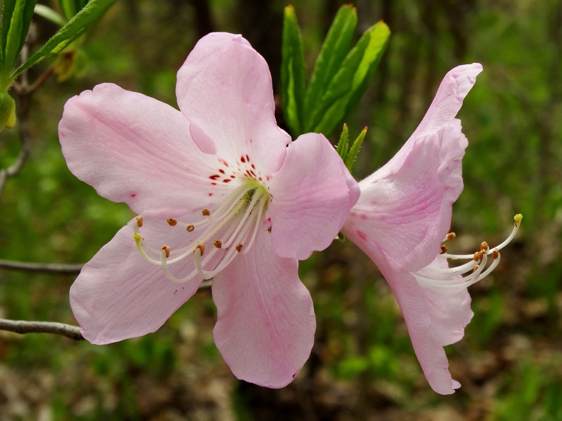 Image of Rhododendron schlippenbachii specimen.