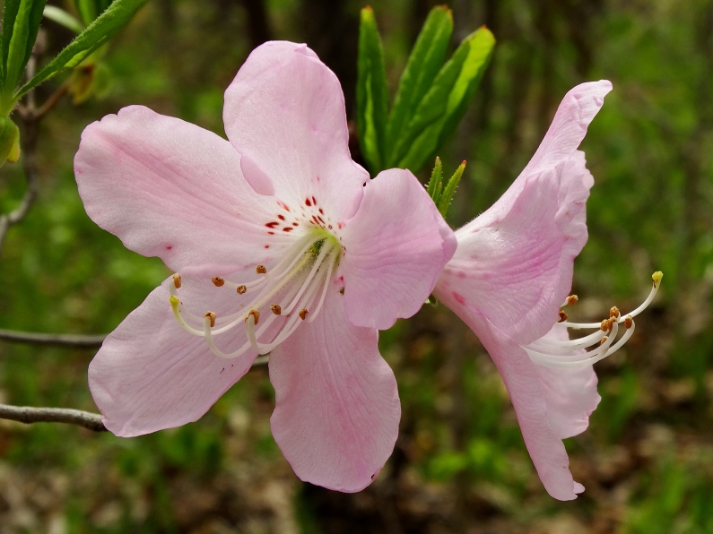 Изображение особи Rhododendron schlippenbachii.