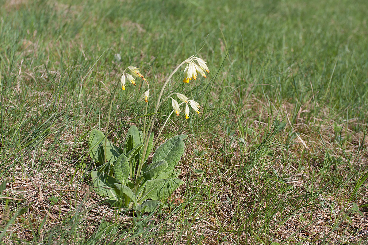 Image of Primula veris specimen.