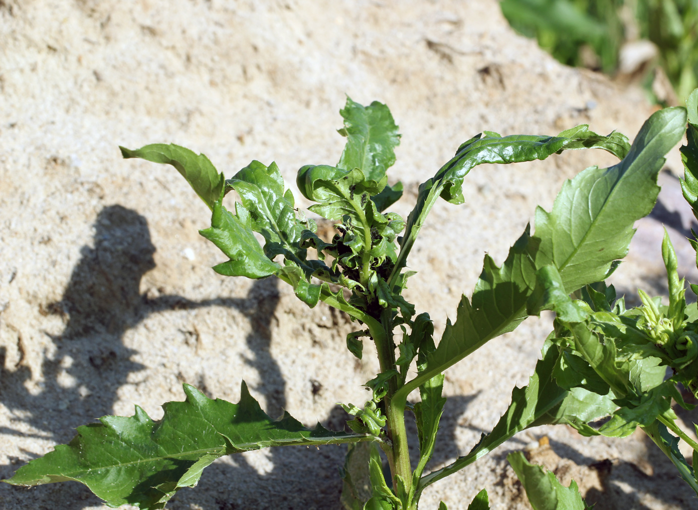 Image of Cirsium setosum specimen.