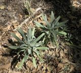 Matthiola incana