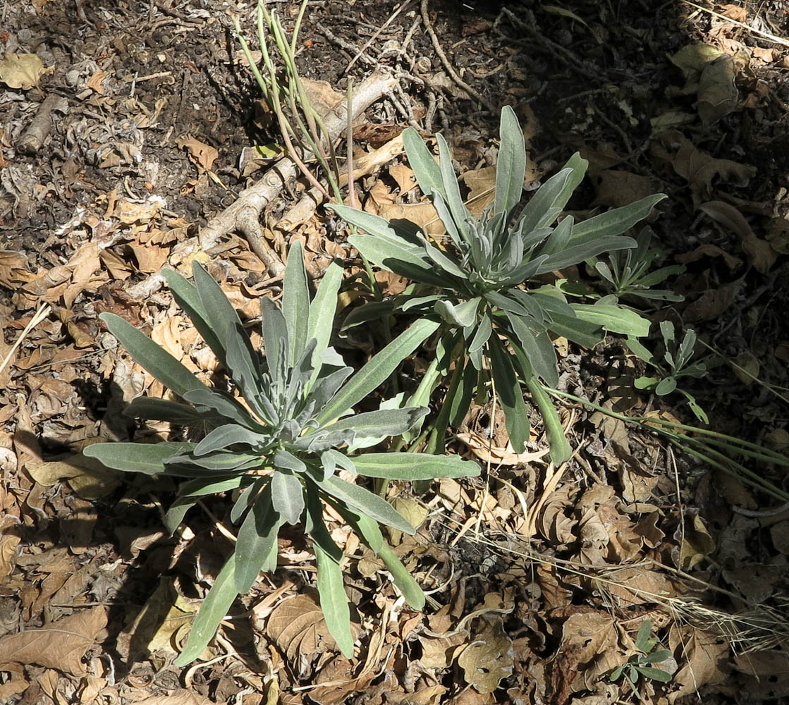 Image of Matthiola incana specimen.