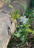 Geranium affine