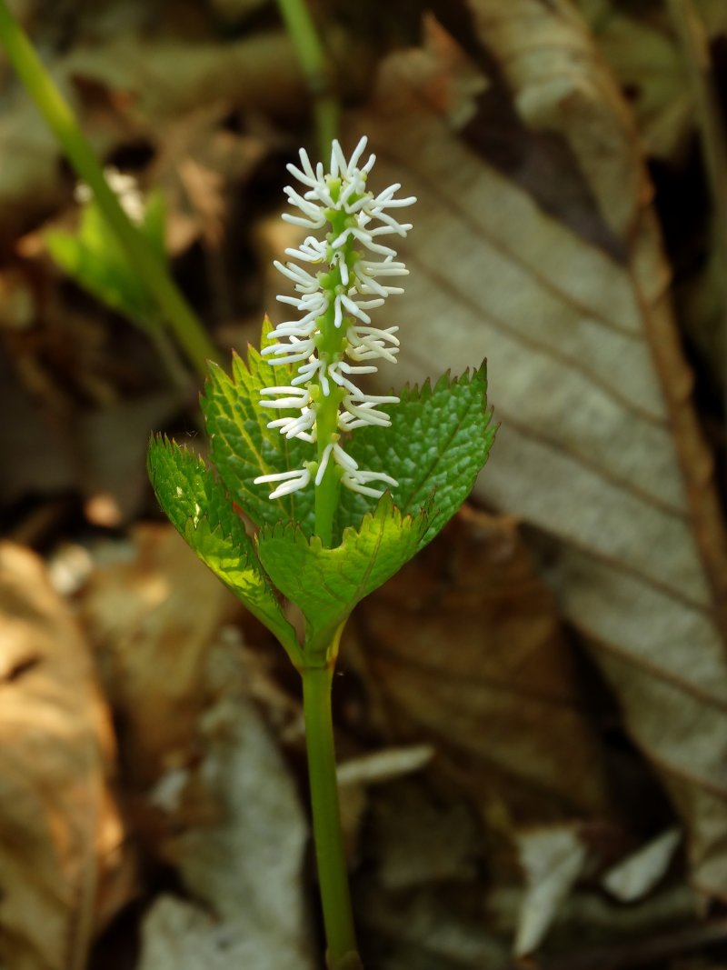 Изображение особи Chloranthus quadrifolius.