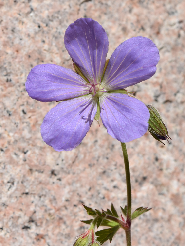Image of Geranium ferganense specimen.