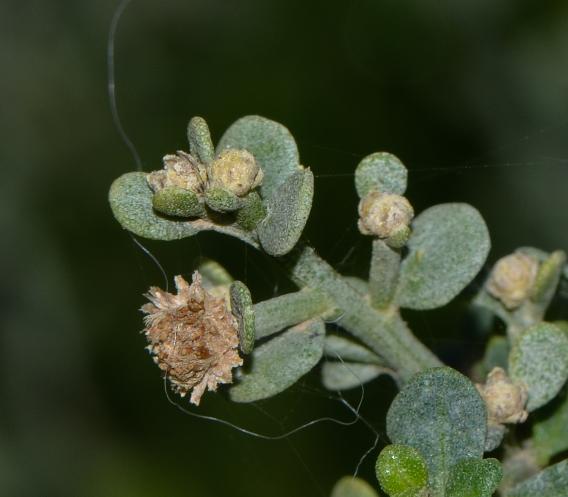 Image of Baccharis pilularis specimen.