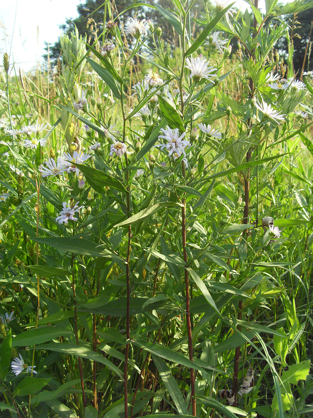 Изображение особи Symphyotrichum &times; salignum.