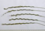Elytrigia gracillima