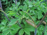 Angelica purpurascens