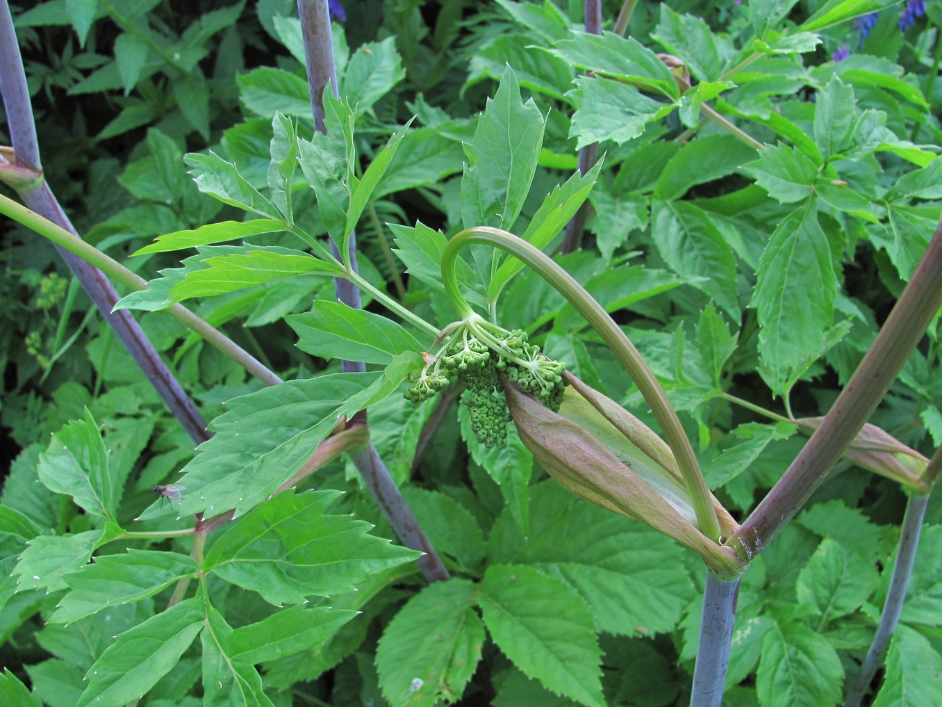 Изображение особи Angelica purpurascens.