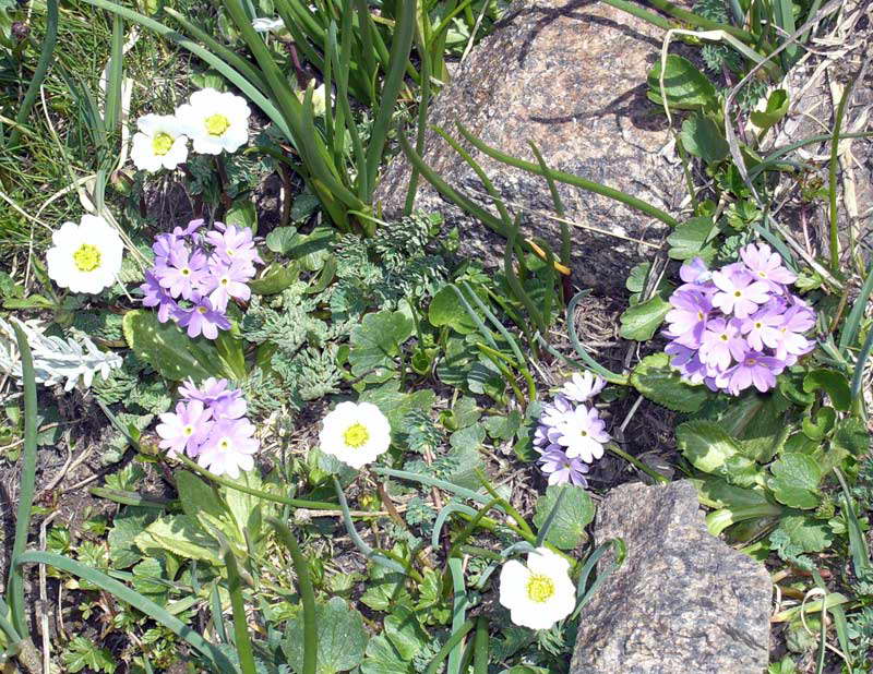 Image of Primula algida specimen.